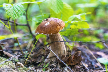 A young white mushroom in the grass in a forest clearing .