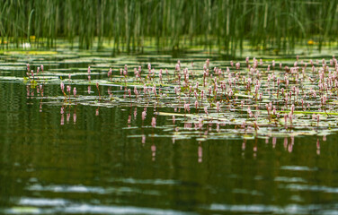 Amphibian mountaineer, water buckwheat Latin Persicaria amphibia .