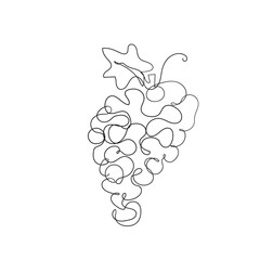 continuous line drawing grapes illustration vector