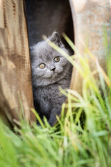 K&auml;tzchen im Garten