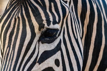 Foto op Canvas zebra close up © Avasile photoshop