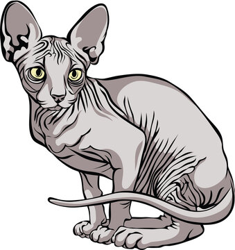 image of a cat, Sphynx cat, portrait, illustration, set, color, isolated, simple, icon, art, symbol, graphic, drawing