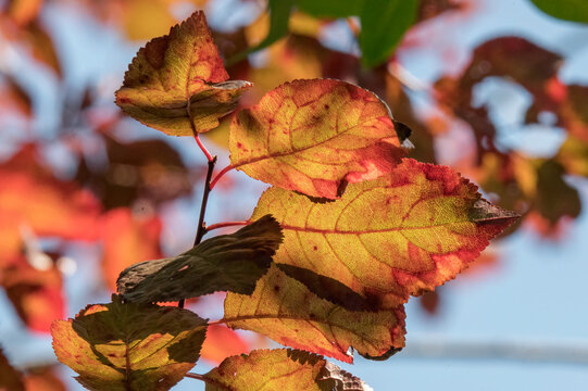 Leaves Final Days Of Autumn