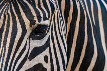 Foto op Canvas zebra close up © Avasile photoshop