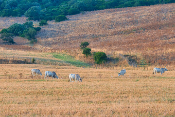 cows grazing on a pasture in italy