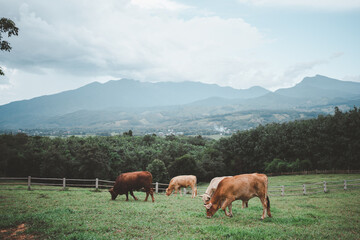 Fototapeta na wymiar Farm cows are grazing in the green fields. with a beautiful mountain backdrop Agriculture and livestock areas in the north of Thailand