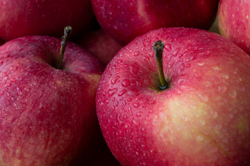 Red ripe organic apples grown in the garden without use of pesticides with water drops. Close up view. Healthy food and diet concept