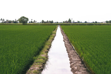Fototapeta na wymiar Water irrigation at the rice paddy field.