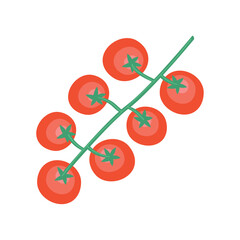 branch with tomatoes plant