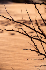 Fototapeta na wymiar dry stick in the desert