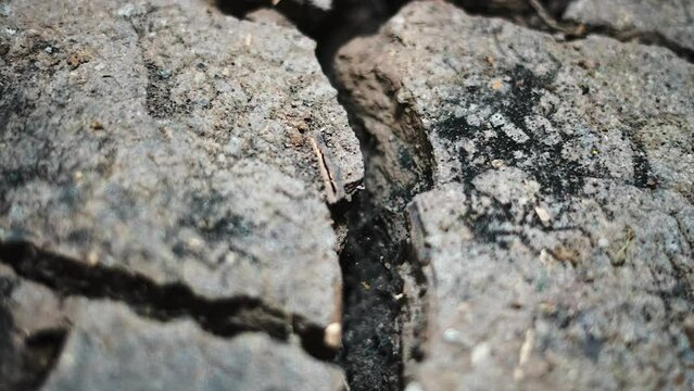 soil cracked by thirst. global warming predictor.