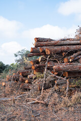 many logs of wood cut in the forest, renewable energy concept