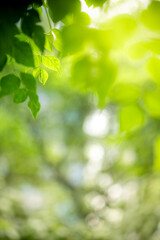 Abstract background nature view with copy space using as background natural landscape,Textures Leaves, cover page, fresh wallpaper concept.