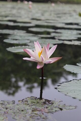 The lily is incredible for pollinators, attracting insects with its large colorful flowers and tasteful nectar. Certain species of lily are pollinated by wind, while others are pollinated by bees! Lil