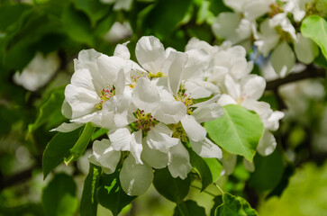 Branches of a blooming apple tree on a summer day.