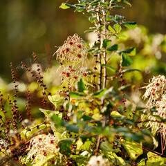 Seed heads and spider webs in the bright, warm glow of strong autumnal sunlight, which shines through leaves and tangles.