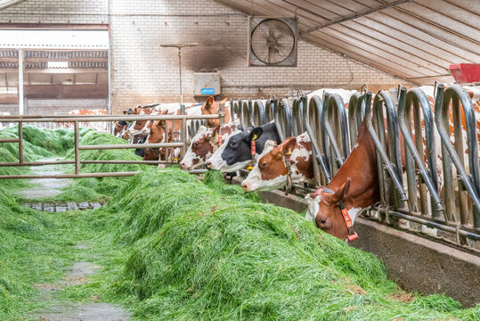 Cows in stable with fresh green grass to eat