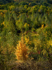 Strong autumnal sunlight spotlights a tree whose autumnal foliage stands out from the greenery of its cloud-shadowed fellows.