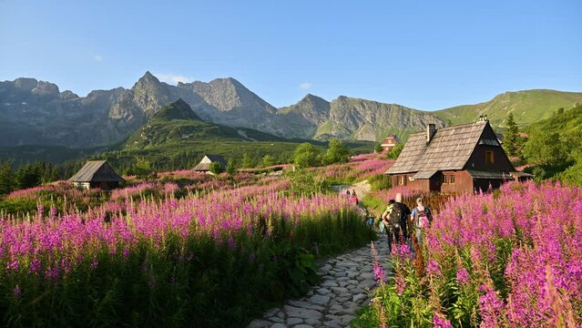 Beautiful summer morning in the mountains - Hala Gasienicowa in Poland - Tatras	