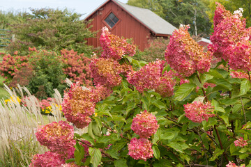 Red Hydrangea Close-up  Garden With Red Barn Backdrop - 536104484