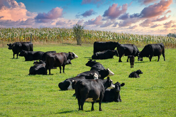 Herd of Black Baldy Cattle Grazing in Green Pasture - 536105021