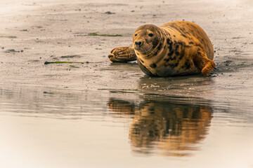 Obraz premium Seal by the sea