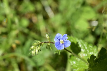 A small blue flower on a background of green grass.