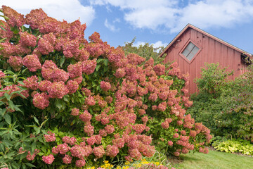 Red Hydrangea Garden With Red Barn Backdrop - 536105410