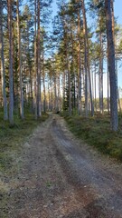 an old road in the forest