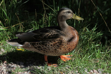 A duck walking on the road
