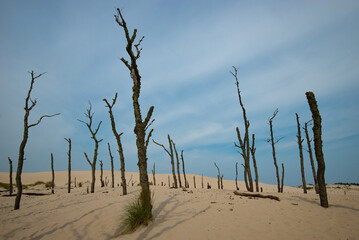 Dry old trees at the dunes in Slowinski national park- Poland