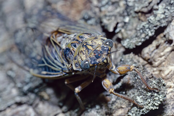 Cicada, detail of the head