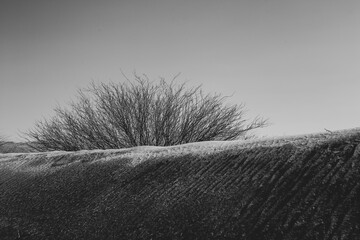 sand, desert and plants