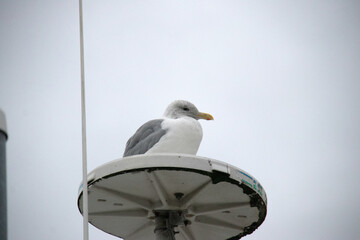 seagull on a post