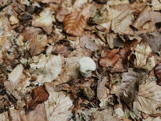mushroom with autumn leaves on the ground
