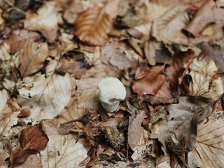 mushroom with autumn leaves on the ground