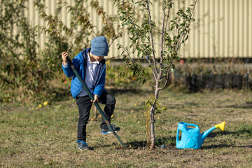 Boy helps in a autumn garden. The child digs the ground around the tree, loosens it and waters it....
