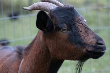 close up of a goat