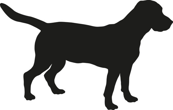 Standing english beagle puppy. Black dog silhouette. Pet animals. Isolated on a white background. Vector illustration.