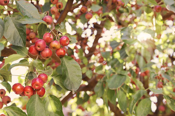 Tree with many small ornamental apples Malus Evereste