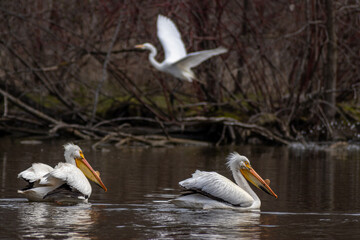 Pelican and Egret