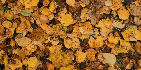 Minimalistic autumn horizontal banner. Empty space for inscription or design. Many different yellow and orange fallen leaves close up, top view. Concept of nature in autumn without people.