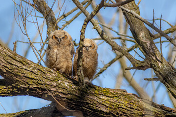 Great Horned Owlets on Branch
