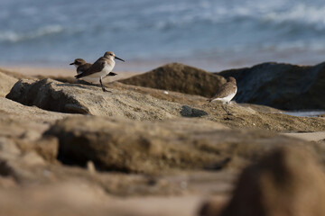 A small wader bird standing on rock at sea, blue water blurred background. Small bird. Natural abstract background. Brown background.