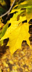 Naklejka na ściany i meble yellow maple leaf