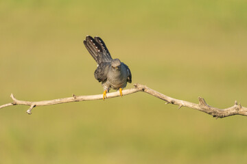 Common cuckoo (Cuculus canorus)