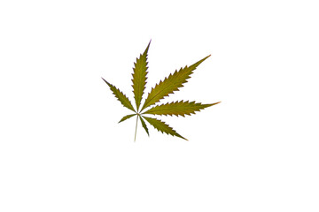 
marijuana leaf on a transparent background.