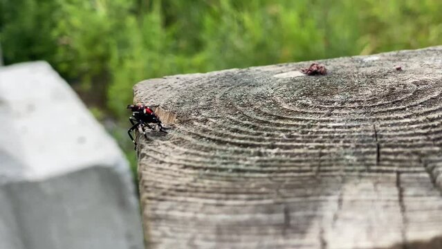 Spotting a spotted lanternfly in the USA it jusmped when human figure get close to it