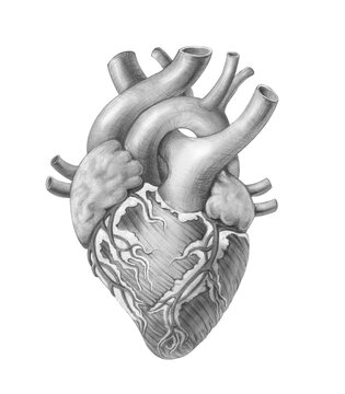 Human Heart Hand-drawn Medical Illustration Isolated on White with Clipping Path