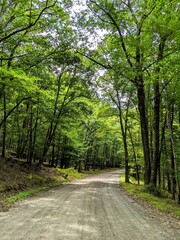 Fototapeta premium Trail in the forest